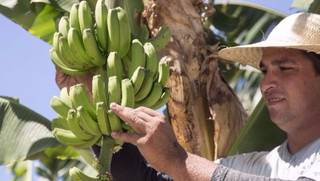 Productores bananeros de Salta protestarán en Plaza de Mayo