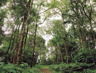 Yungas en imágenes, libro que refleja su gran riqueza
