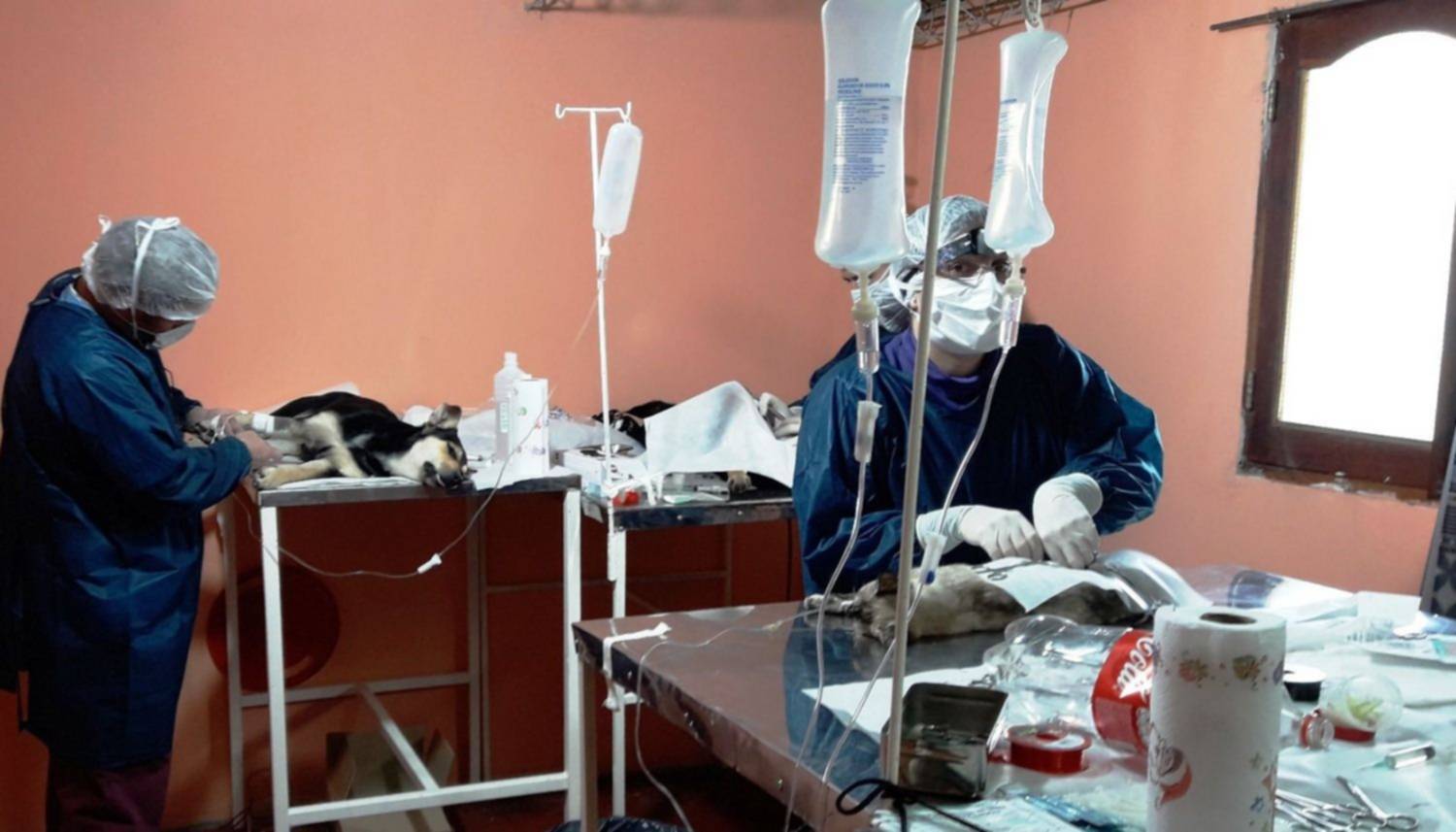 Realizaron una campaña de  castración para animales de la calle