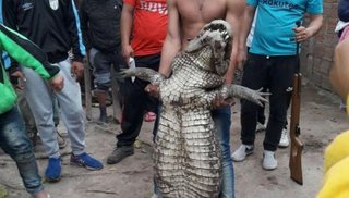 Indignación en Tucumán: jóvenes cazaron y mataron un yacaré