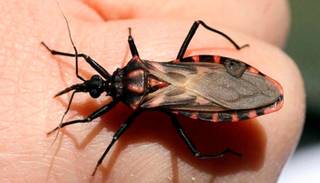 Los desafíos de la provincia frente a la enfermedad de Chagas