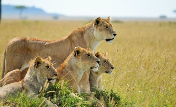 Tres cazadores fueron devorados por una manada de leones en una reserva de  Sudáfrica