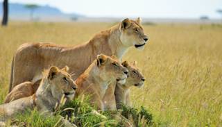 Tres cazadores fueron devorados por una manada de leones en una reserva de Sudáfrica