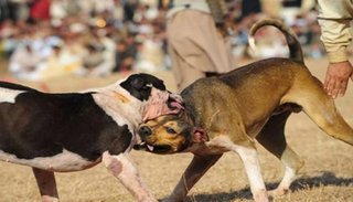 Un mecánico quedó internado tras ser atacado por tres perros
