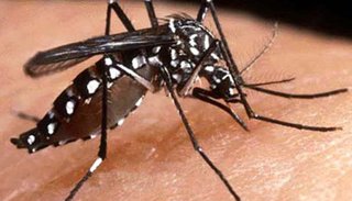Universidad desarrolla método para detectar el dengue en 10 minutos