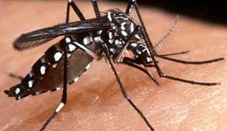 Confirmaron dos casos nuevos de dengue importados en la provincia