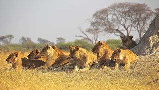 Una manada de leones devoró a un grupo de cazadores de rinocerontes