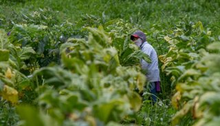 Sin respuestas, trabajadores del tabaco preparan una protesta
