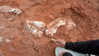 Descubrieron en San Juan los restos de un dinosaurio gigante de más de 200 millones de años