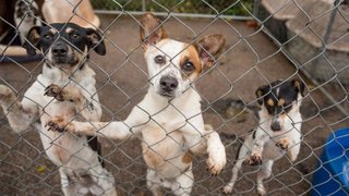 Más de 50 perritos que esperaban ser adoptados murieron en un incendio