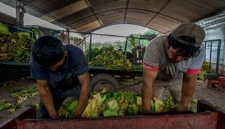 Cuatro mil trabajadores marcharán hoy por la baja del intercosecha