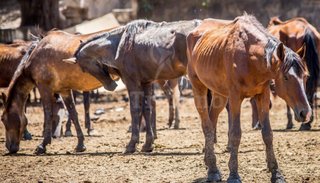 Rematarán 35 caballos que están en poder de la Policía