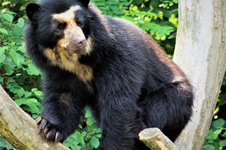 Hay evidencia científica de que el oso que encarna la leyenda del “Ucumar” habita en Salta