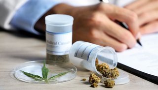 Jujuy cultivará cannabis medicinal
