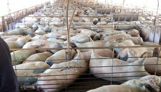Encontraron 450 chanchos muertos en una granja en Santa Fe