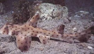 Video: Robó un tiburón en un coche de bebé