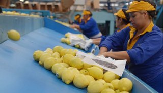 El gobierno bajó las retenciones para productos de economías regionales
