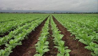 Fondos para tabacaleros por 219 millones de pesos