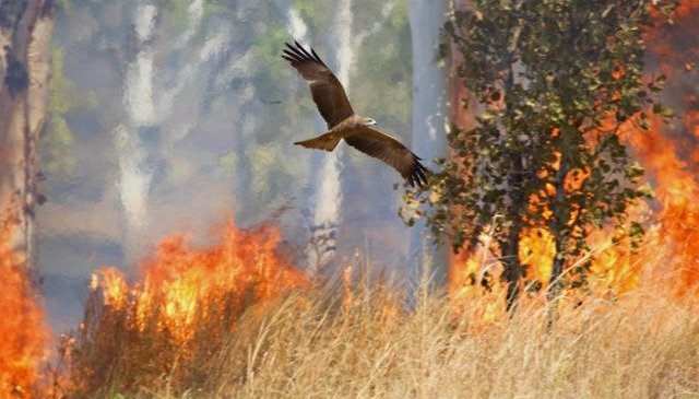 Incendios Forestales Un Grave Daño A Flora Y Fauna