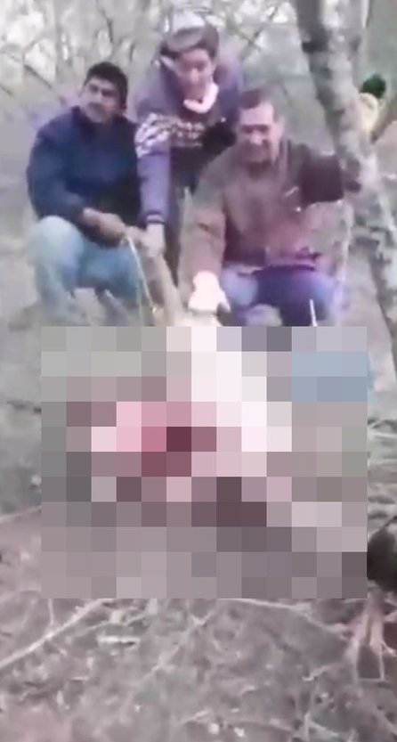 Buscan a los autores de la cruel matanza de un puma en el departamento de Metán