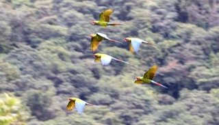 Pusieron en marcha un plan para proteger al Guacamayo Verde