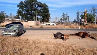 Terrible accidente: un auto chocó a dos caballos sueltos en la ruta 34