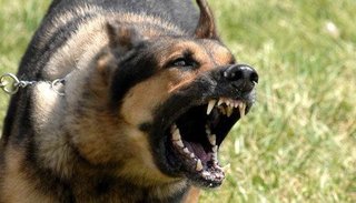 Un perro atacó y mordió a una joven embarazada