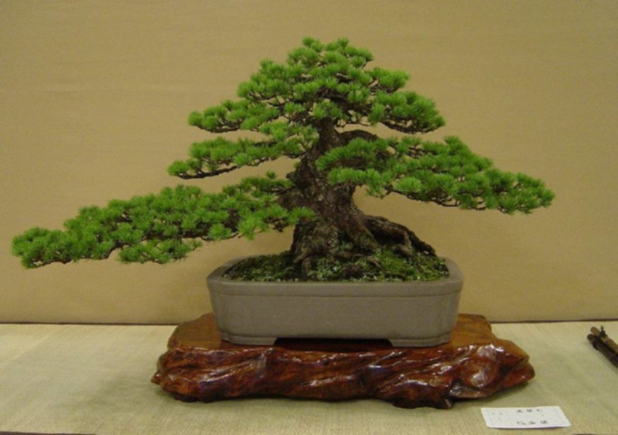 Bolsa salvar escándalo Los bonsai, la naturaleza viva, en la palma de la mano