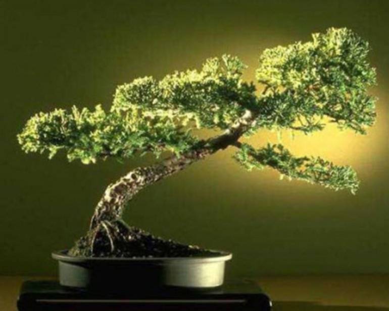 Los bonsai, la naturaleza viva, en la palma de la mano
