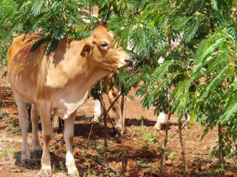 Leucaena, un árbol que podría cambiar el destino ganadero del chaco salteño