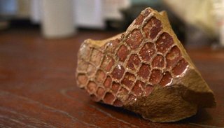 Hallan en Jujuy los restos de un gliptodonte de 8 millones de años
