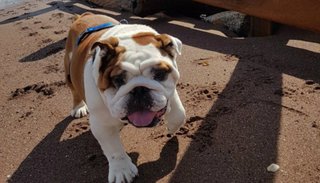 Bullet, el perro con labios humanos que se roba todas las miradas