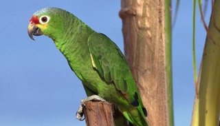 Insólito: secuestraron a su loro y le pidieron una fortuna por el rescate