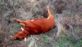 Crece el misterio por las "vacas sin lengua" en Santa Fe