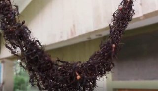 El impresionante "puente" de hormigas para saquear un panal