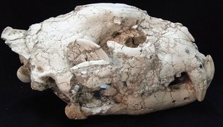 Hallaron en Formosa un fósil de yaguareté de casi 10 mil años