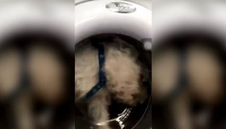 Una mujer metió a su perro en el lavarropas y compartió el video en Instagram