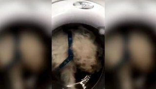 Una mujer metió a su perro en el lavarropas y subió el video a Instagram