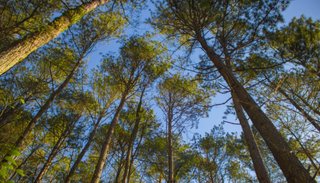 Bosques de ensueño en pleno Valle jujeño
