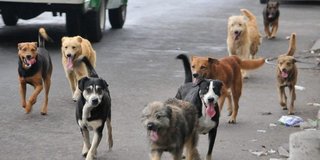 Concejales cerrillanos aprobaron una ordenanza de protección animal