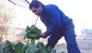 Armar una huerta en un departamento o terreno pequeño es muy fácil