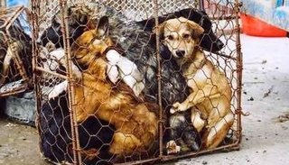 Buscan prohibir la venta de perros y gatos para evitar la explotación