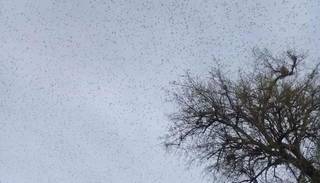 Impresionante plaga de langostas que invadió Santiago del Estero se dirige hacia Salta