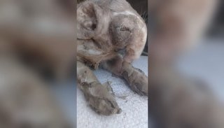 Salvador Mazza, estupefacto: nació un âchancho - elefanteâÂ