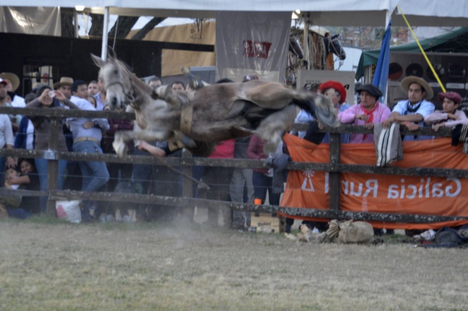 Expo Rural Salteña: en plena jineteada ingresó a la pista para protestar contra el “maltrato animal”