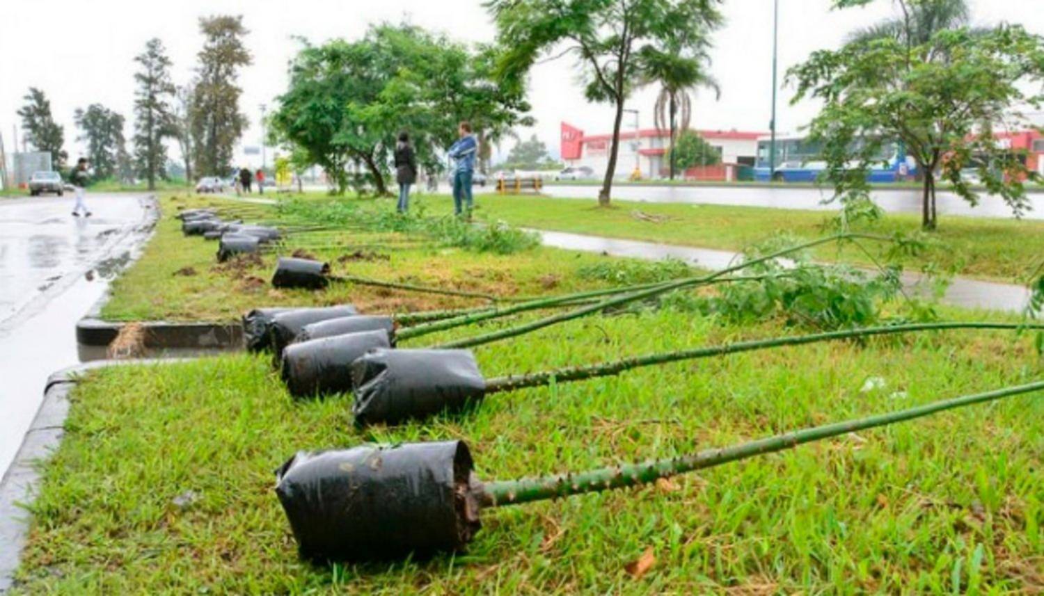 Más de 30 intendentes se comprometerán a plantar árboles en sus municipios
