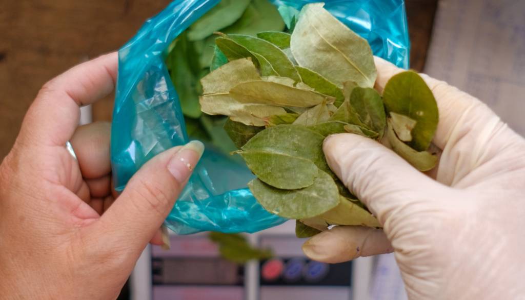 Buscan que las hojas de coca ingresen a Salta en contenedores sellados