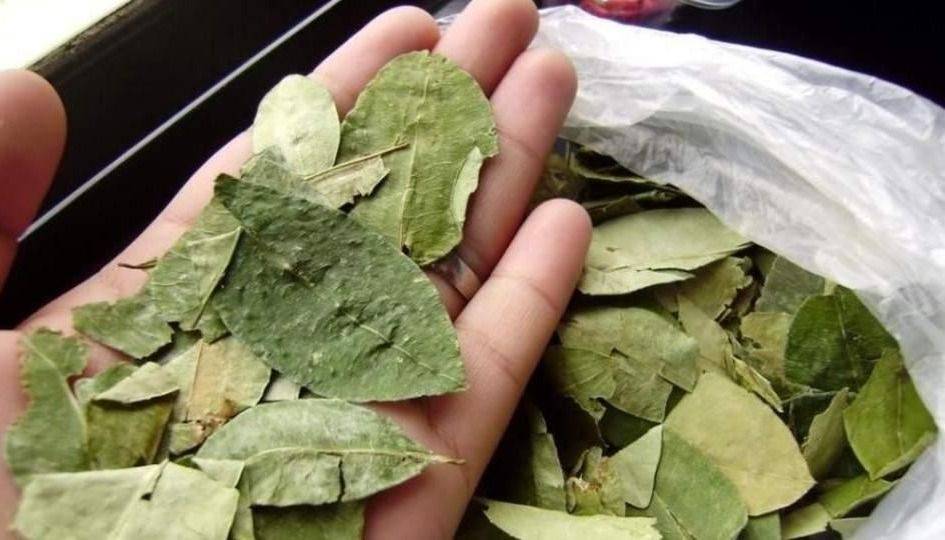 El precio de la hoja de coca bajó hasta un 40 por ciento