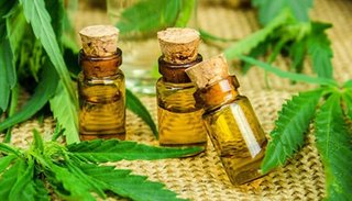 Legumbreros buscan plantar  cannabis con fines terapéuticos