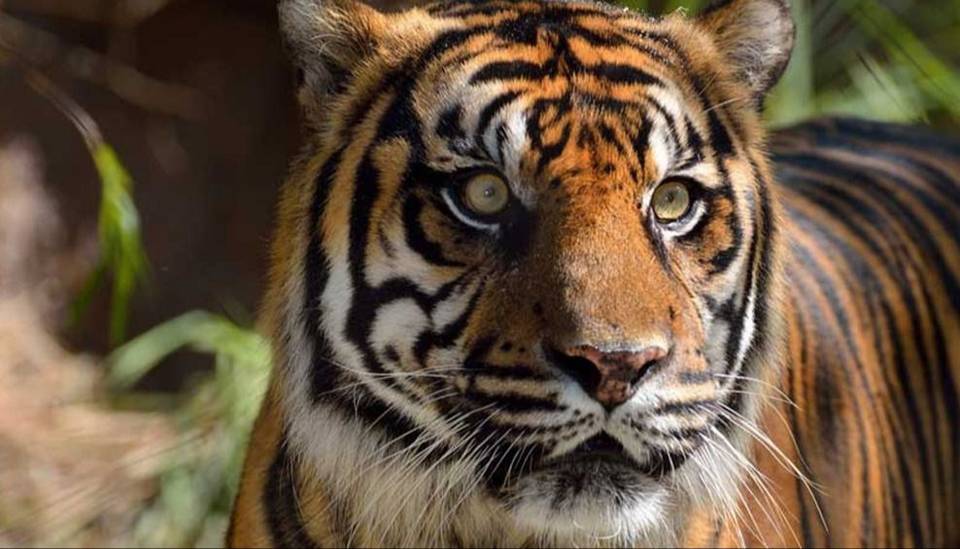 Dos tigres de Sumatra se contagiaron coronavirus en un zoológico